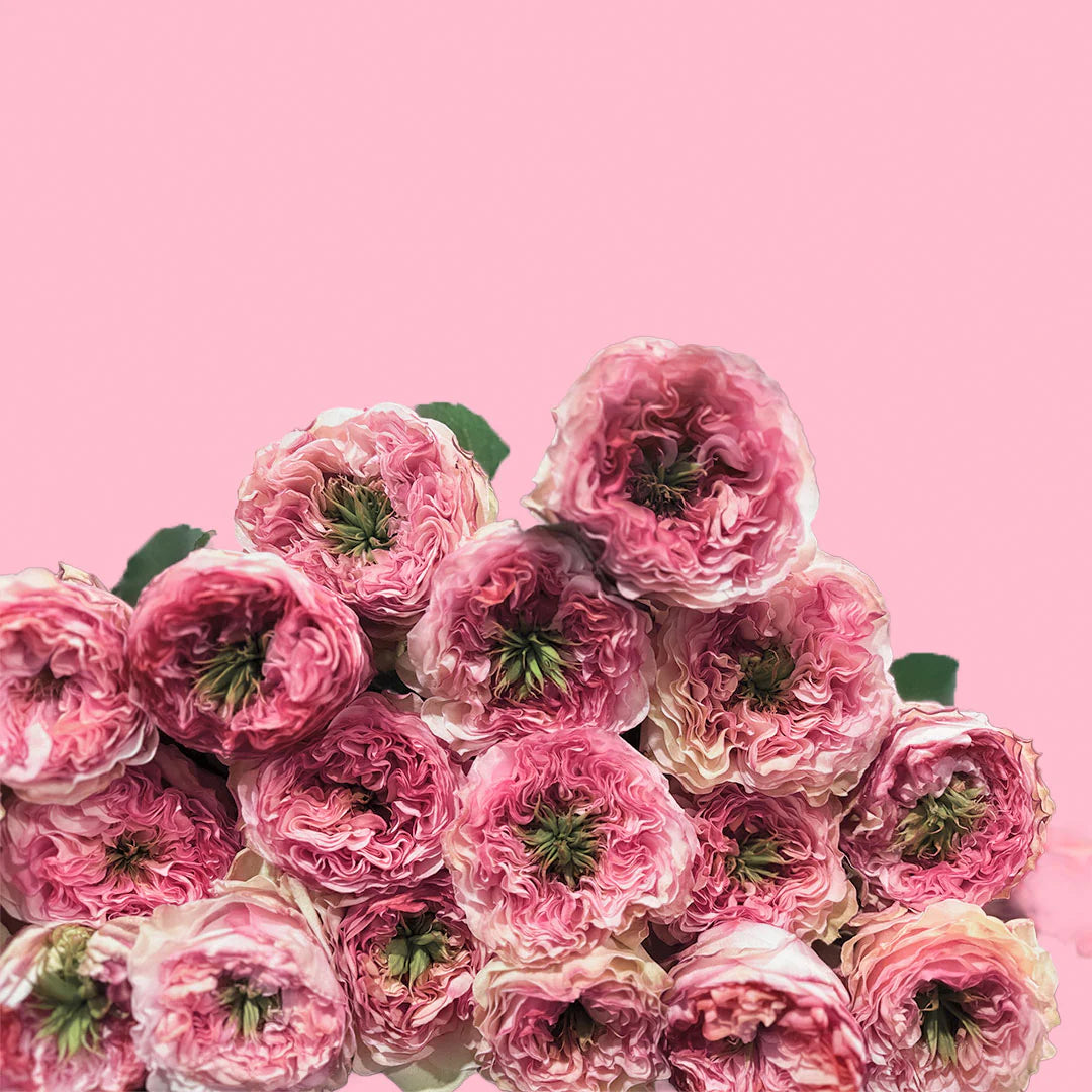 Rose CHARMING CORNEILL(Ecuador)