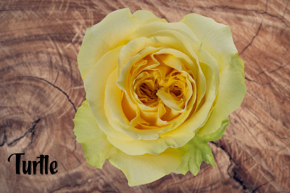 Rose TURTLE (Ecuador)