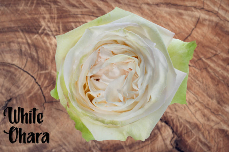 Rose WHITE OHARA( Ecuador)