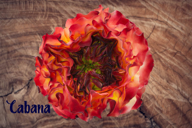 Rose CABANA (Ecuador)