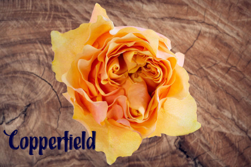 Rose COPPERFIELD (Ecuador)