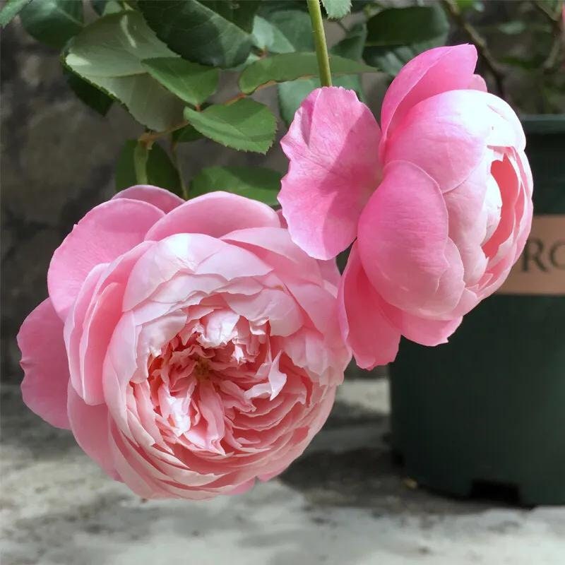 Rose “Plume”/プリュム羽毛Japanese Rare color rose Shrub Plant, 6 inch Ownroot