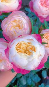 Rose “Washitsu/Mon Amour” 和室 Japanese Rose Live Shrub Plant, 1 Gallon Ownroot