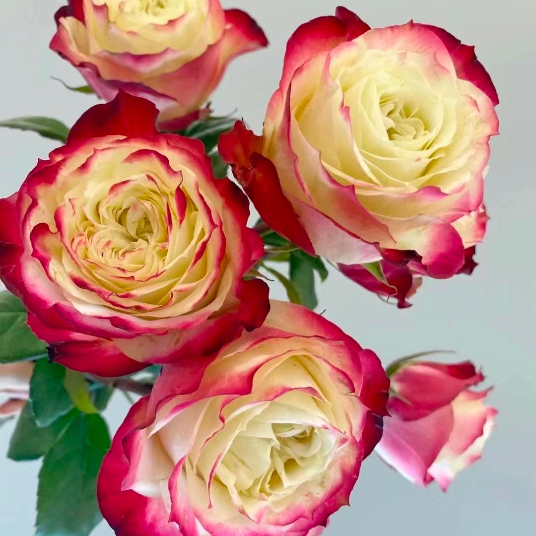 Rose “Apple Jack”苹果杰克 Cut Rose Live Plant, 1 Gallon Ownroot