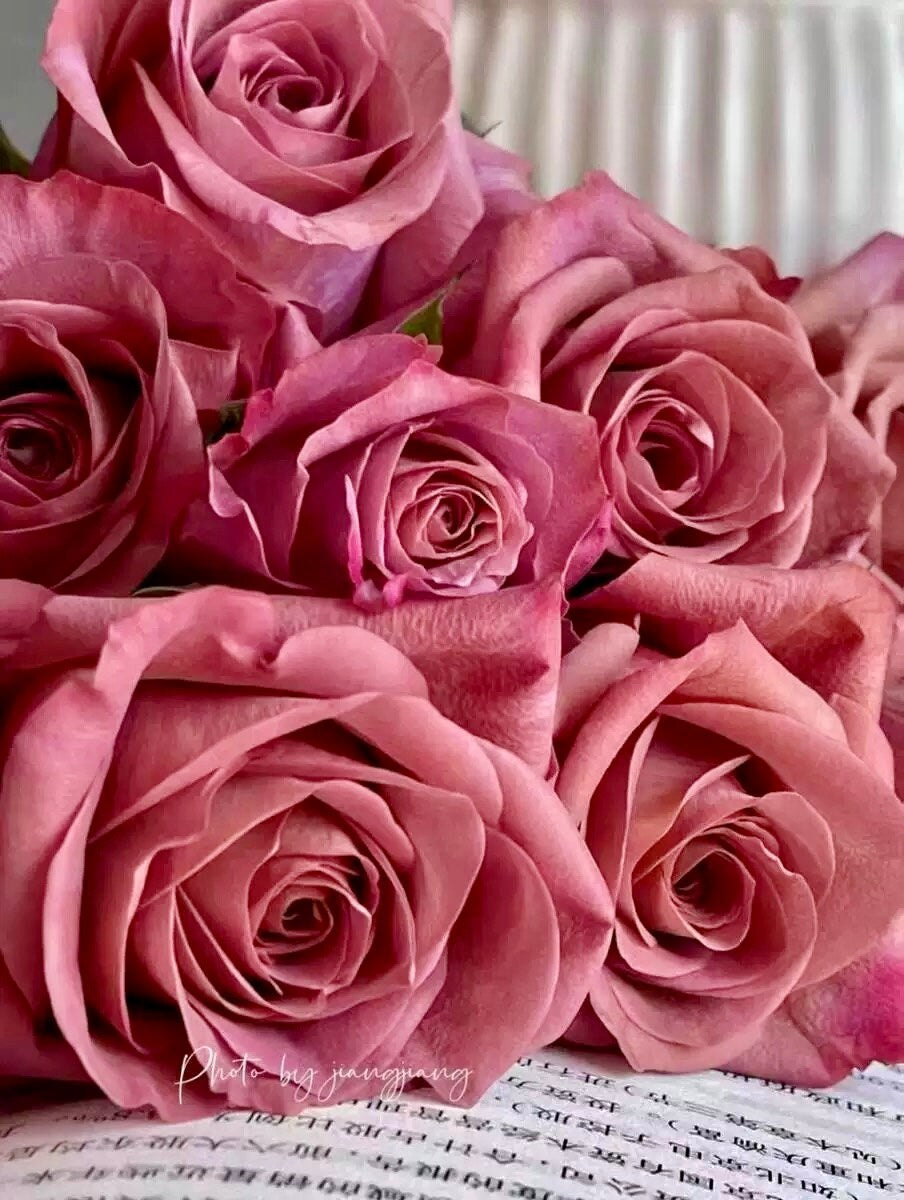 Rose “Barista”咖啡师/调香师 Florist Vintage color Rose Live Plant Ownroot, 1 Gallon