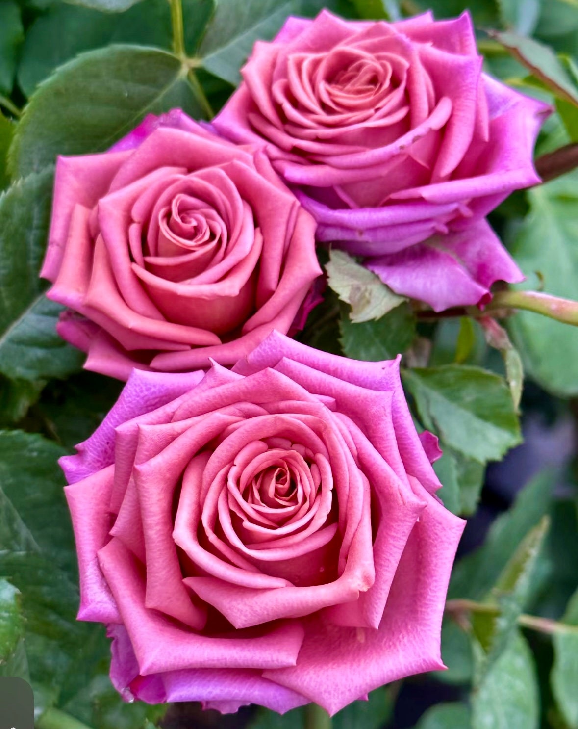 Rose “Barista”咖啡师/调香师 Florist Vintage color Rose Live Plant Ownroot, 1 Gallon