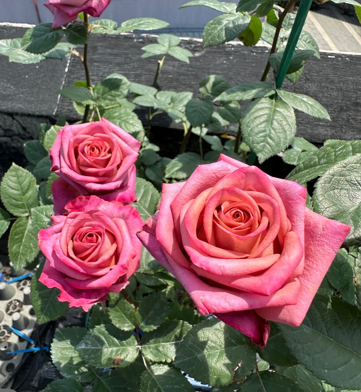 Rose “Barista”咖啡师/调香师 Florist Vintage color Rose Live Plant Ownroot, 1 Gallon