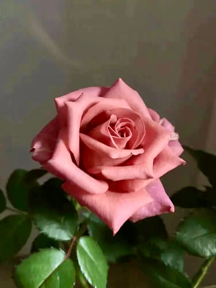 Rose “Barista”咖啡师/调香师 Florist Vintage color Rose Live Plant Ownroot, 1 Gallon