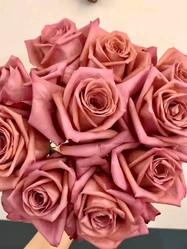 Rose “Barista”咖啡师/调香师 Florist Vintage color Rose Live Plant Ownroot, 1 Gallon