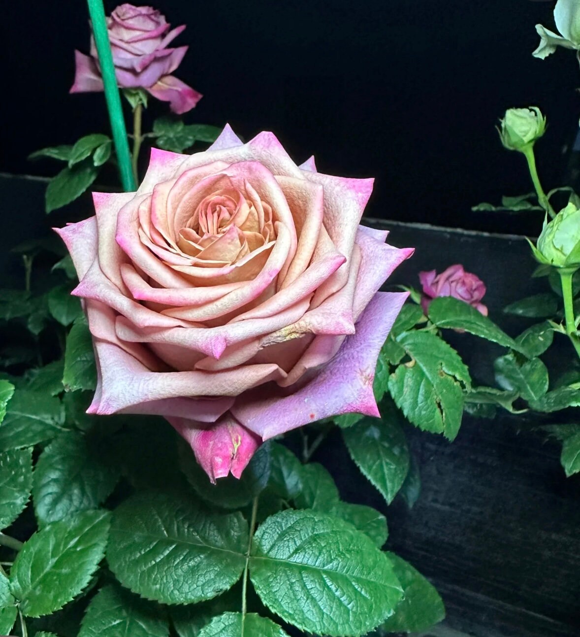 Rose “Barista”咖啡师/调香师 Florist Vintage color Rose Live Plant Ownroot, 1 Gallon