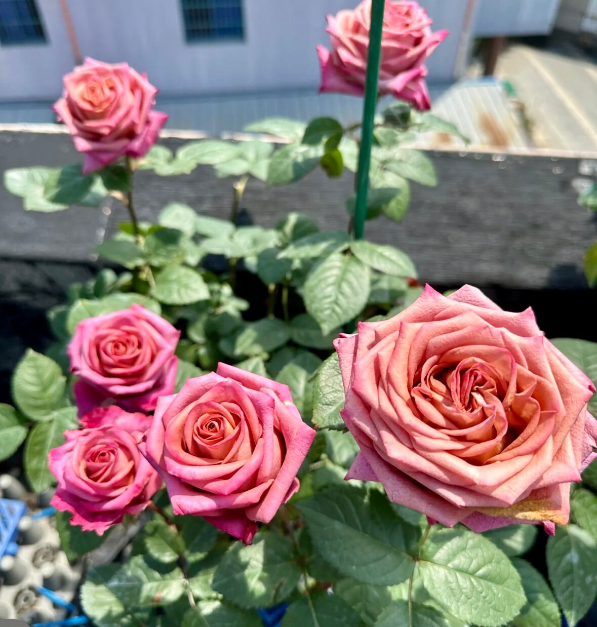 Rose “Barista”咖啡师/调香师 Florist Vintage color Rose Live Plant Ownroot, 1 Gallon
