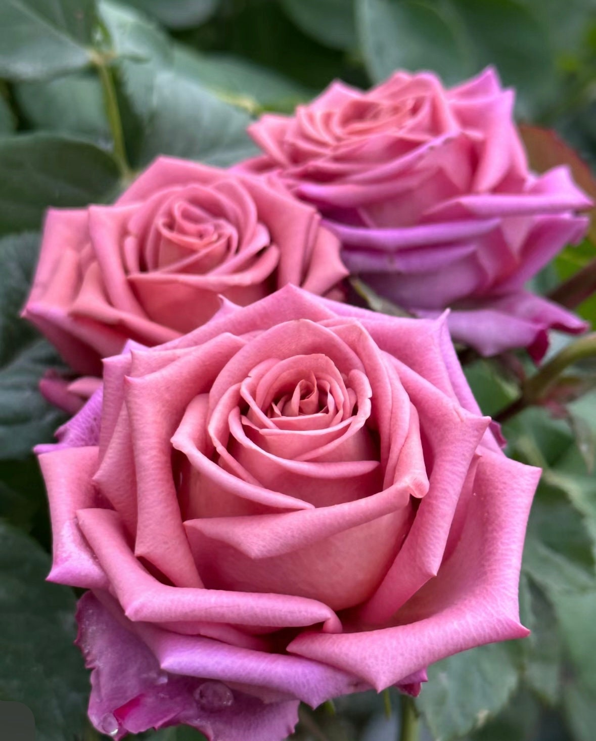 Rose “Barista”咖啡师/调香师 Florist Vintage color Rose Live Plant Ownroot, 1 Gallon