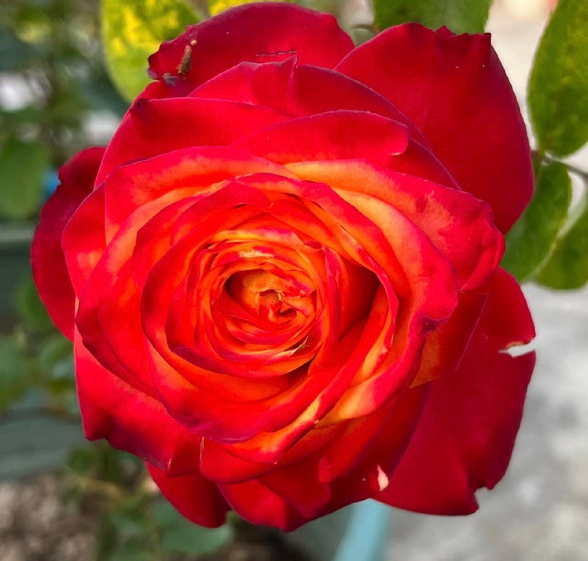 Rose“Flame”火焰 Cut Flower Rose Live Shrub, 2 Gallon