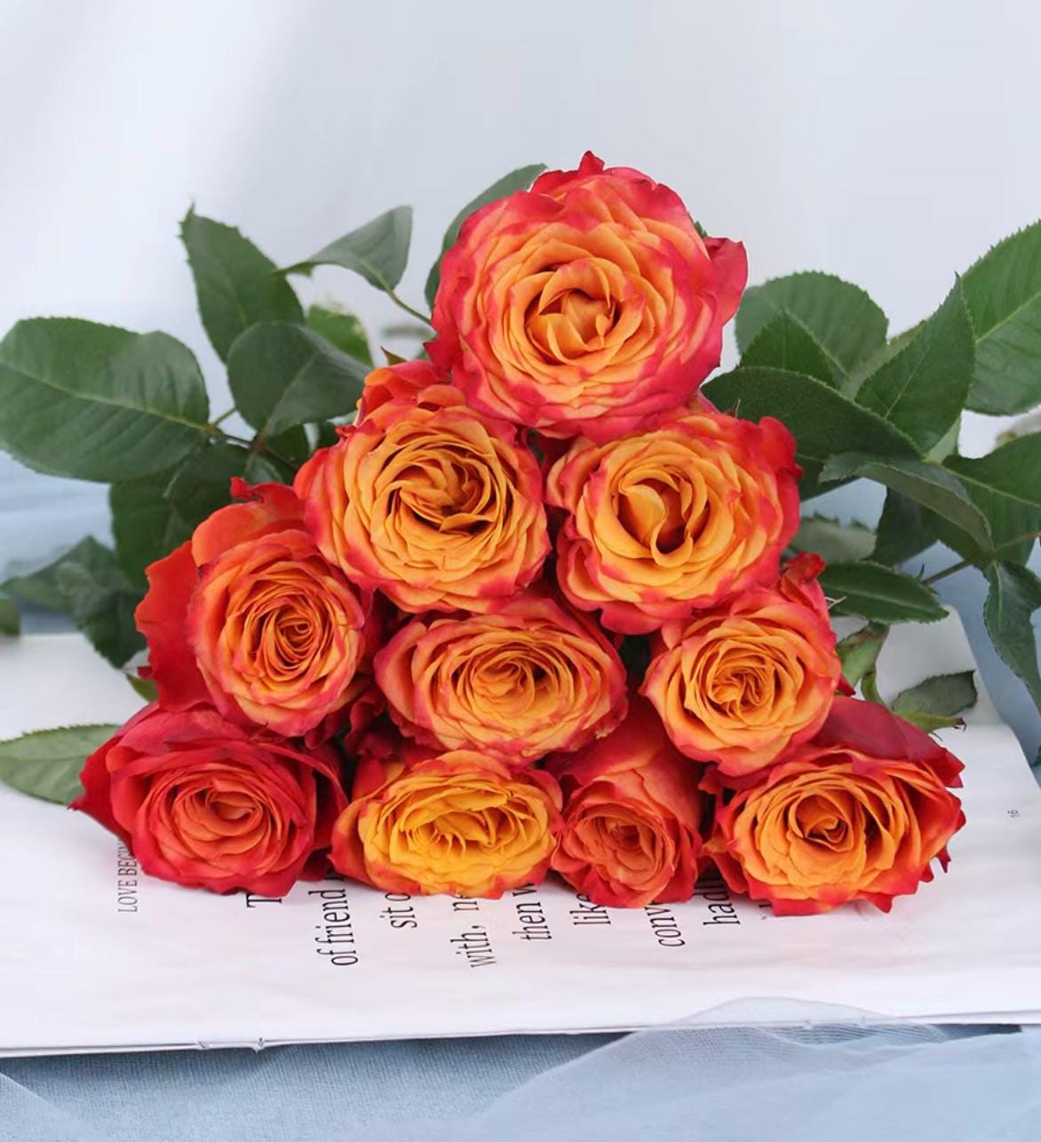Rose“Flame”火焰 Cut Flower Rose Live Shrub, 2 Gallon