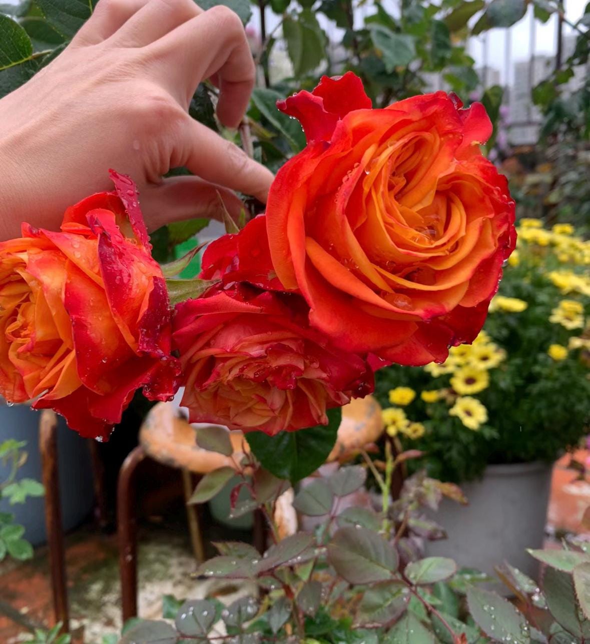 Rose“Flame”火焰 Cut Flower Rose Live Shrub, 2 Gallon