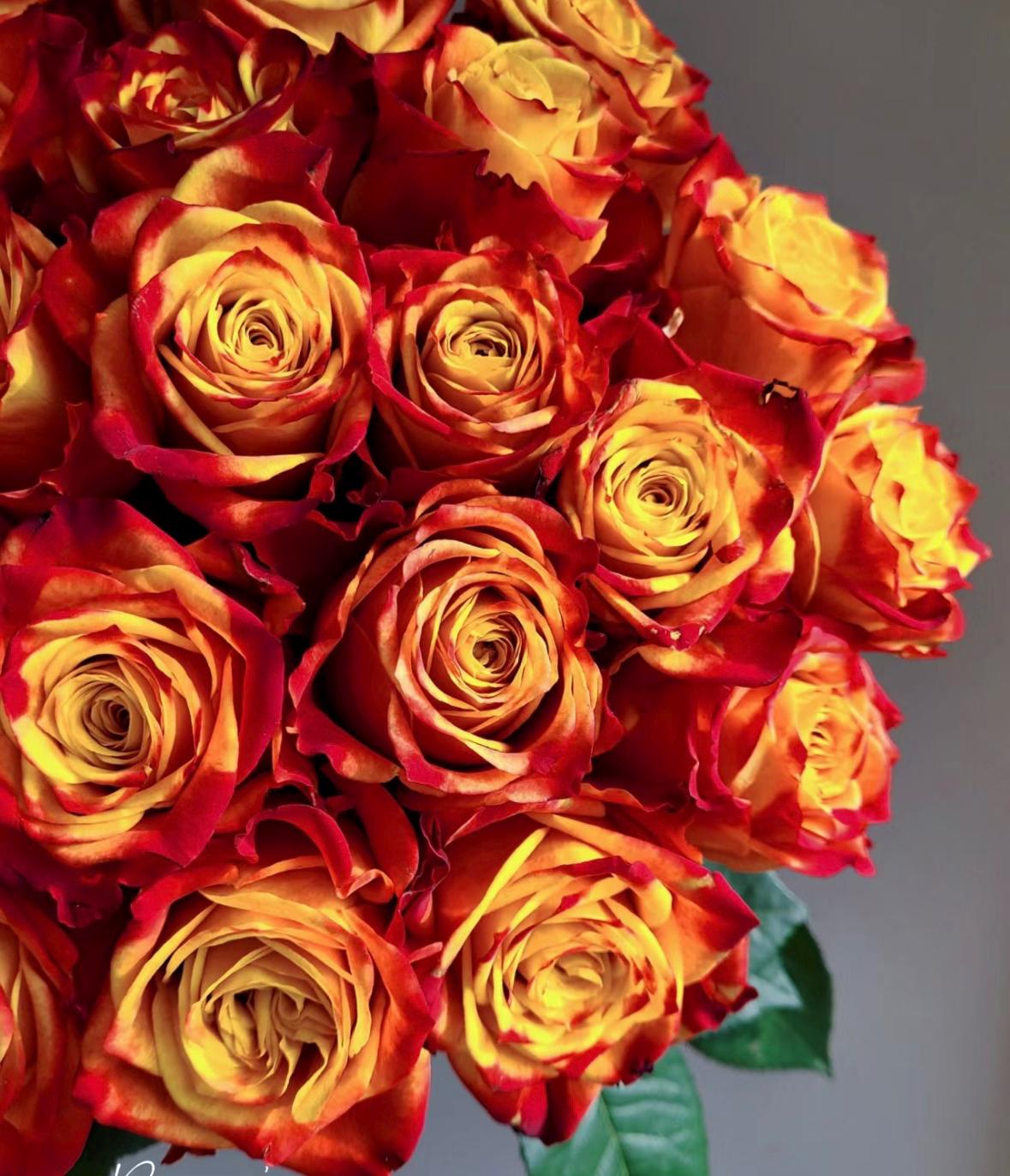 Rose“Flame”火焰 Cut Flower Rose Live Shrub, 2 Gallon