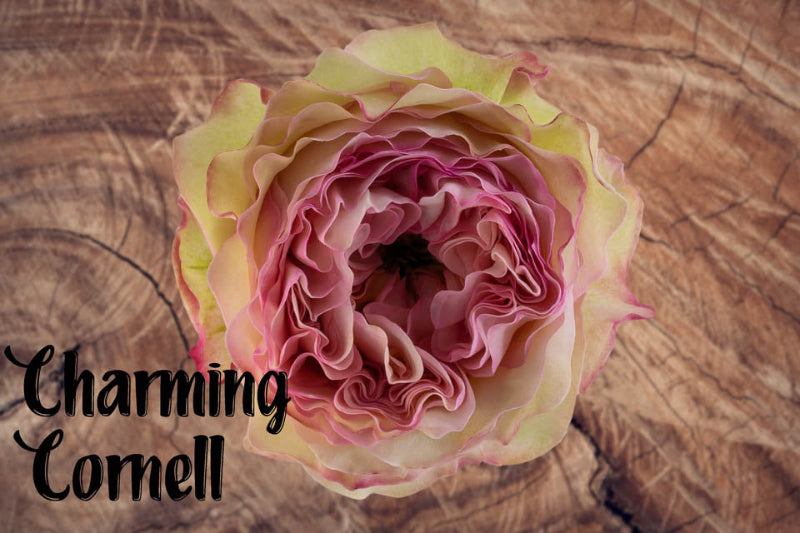 Rose CHARMING CORNEILL(Ecuador)