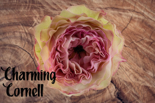 Rose CHARMING CORNEILL(Ecuador)