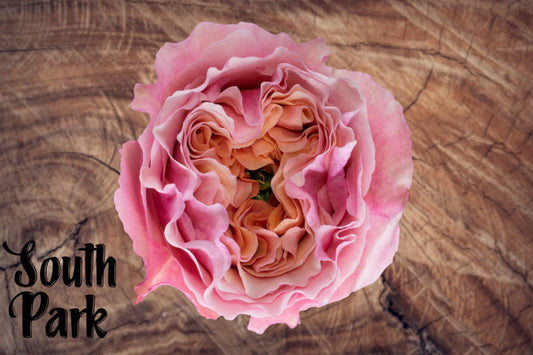 Rose SOUTH PARK (Ecuador)