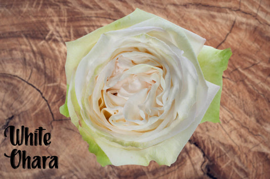 Rose WHITE OHARA( Ecuador)