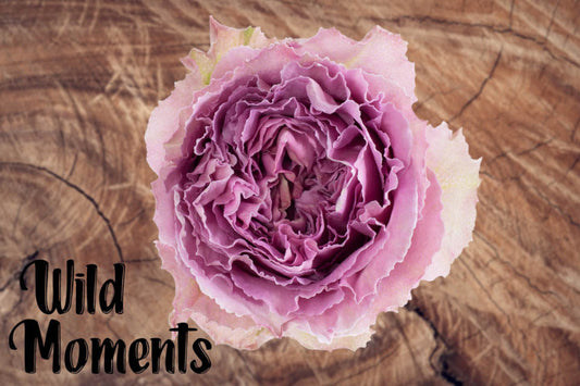 Rose WILD MOMENTS (Ecuador)