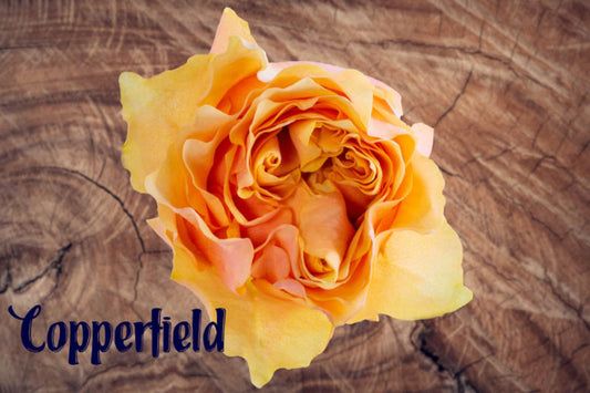 Rose COPPERFIELD (Ecuador)