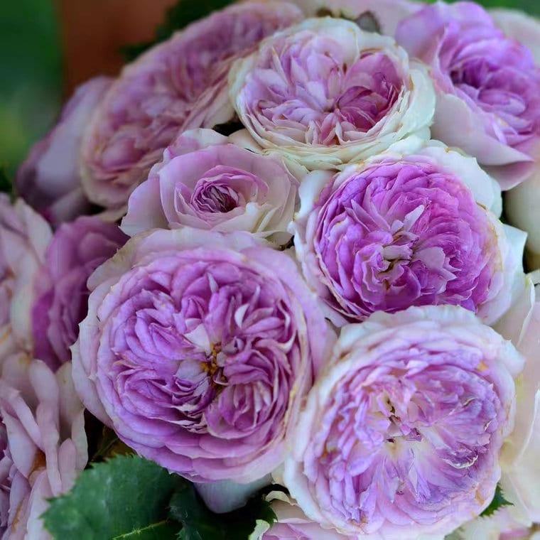 Rose “Blue Moon Stone ” 蓝月石 ブルー・ムーン・ストーン Japanese Rose Lavender Rare Color Live Plant, 1 Gallon