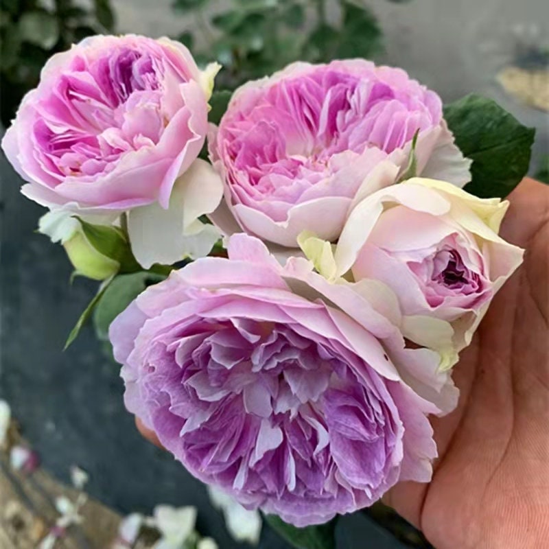 Rose “Blue Moon Stone ” 蓝月石 ブルー・ムーン・ストーン Japanese Rose Lavender Rare Color Live Plant, 1 Gallon