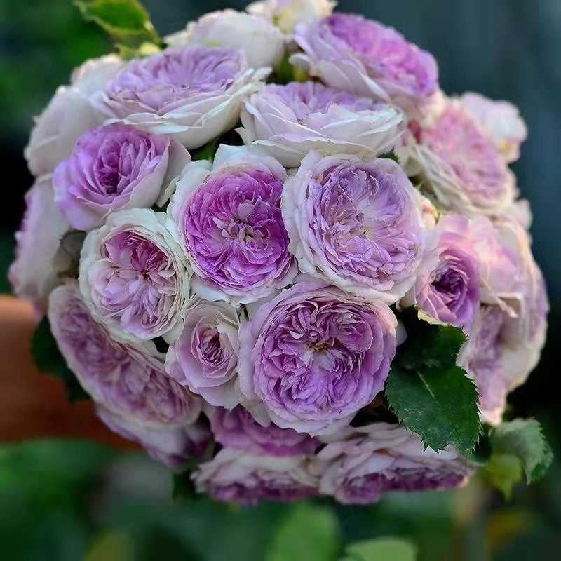 Rose “Blue Moon Stone ” 蓝月石 ブルー・ムーン・ストーン Japanese Rose Lavender Rare Color Live Plant, 1 Gallon