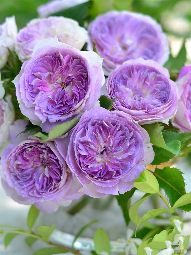 Rose “Blue Moon Stone ” 蓝月石 ブルー・ムーン・ストーン Japanese Rose Lavender Rare Color Live Plant, 1 Gallon