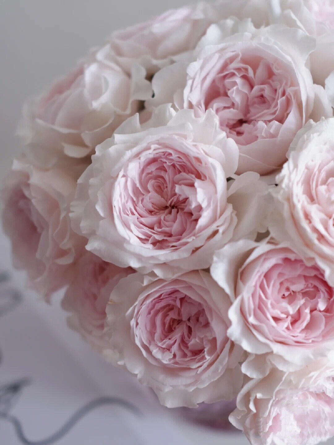Rose “Strawberry Milkshake”草莓奶昔Rare Japanese Live Rose Rose “Strawberry Milkshake”草莓奶昔Rare Japanese Live Rose