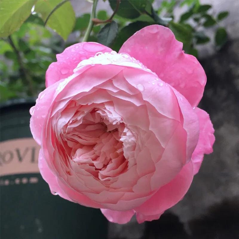 Rose “Plume”/プリュム羽毛Japanese Rare color rose Shrub Plant, 6 inch Ownroot
