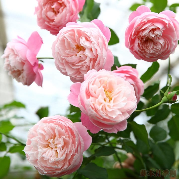 Rose “Plume”/プリュム羽毛Japanese Rare color rose Shrub Plant, 6 inch Ownroot