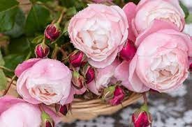 Rose “Plume”/プリュム羽毛Japanese Rare color rose Shrub Plant, 6 inch Ownroot