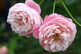 Rose “Plume”/プリュム羽毛Japanese Rare color rose Shrub Plant, 6 inch Ownroot