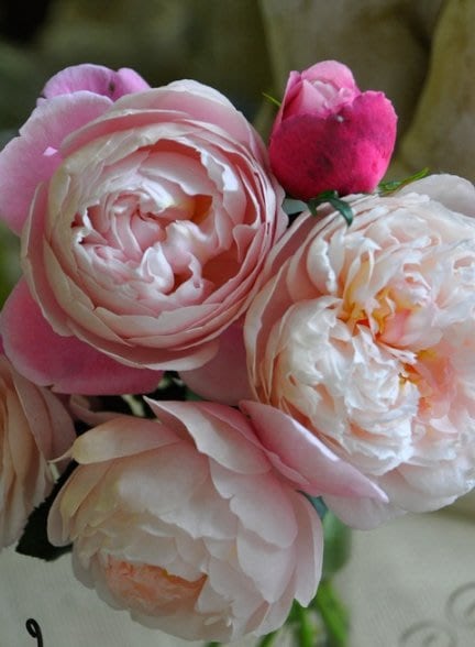 Rose “Plume”/プリュム羽毛Japanese Rare color rose Shrub Plant, 6 inch Ownroot