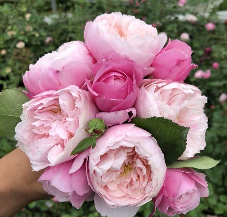 Rose “Plume”/プリュム羽毛Japanese Rare color rose Shrub Plant, 6 inch Ownroot