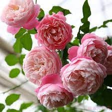 Rose “Plume”/プリュム羽毛Japanese Rare color rose Shrub Plant, 6 inch Ownroot