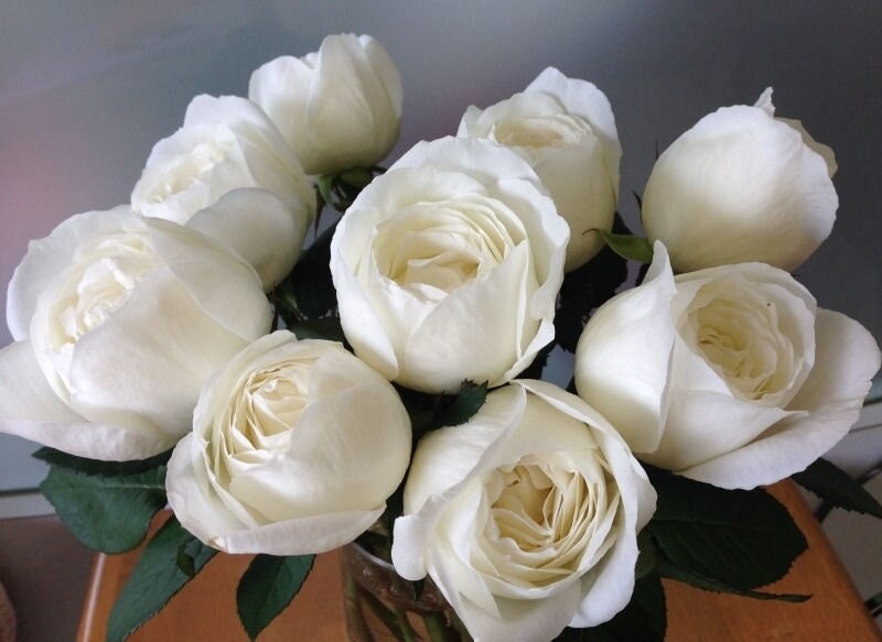 Rose “Yves Wedding Road”婚礼之路 Strong Fragrance Japanese