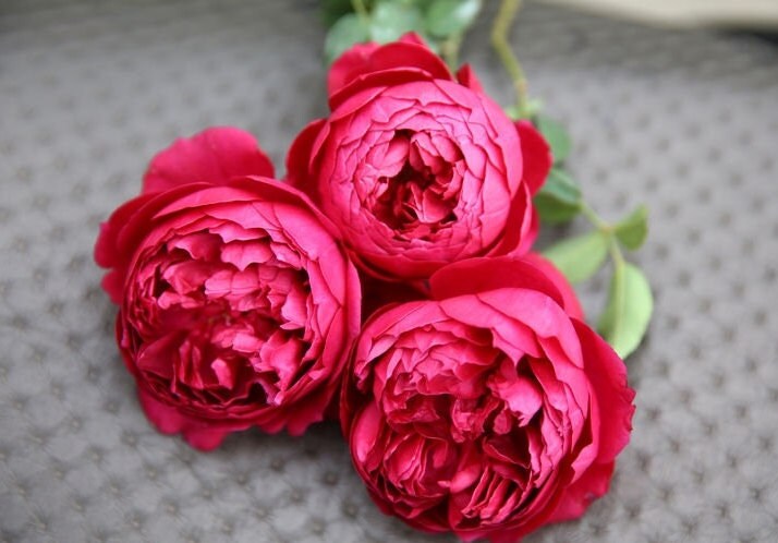 Jun吉＆ROSESさま専用rice28 Autumn Rouge Rose-秋日胭脂｜Japanese Cut Rose – Ergongzy Roses
