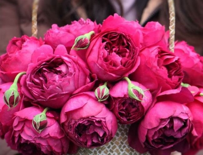 Jun吉＆ROSESさま専用rice28 Autumn Rouge Rose-秋日胭脂｜Japanese Cut Rose – Ergongzy Roses