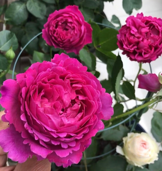 Rose “Scent Garden” 伊芙芳香花园 Live Shrub Plant, 1 Gallon Ownroot