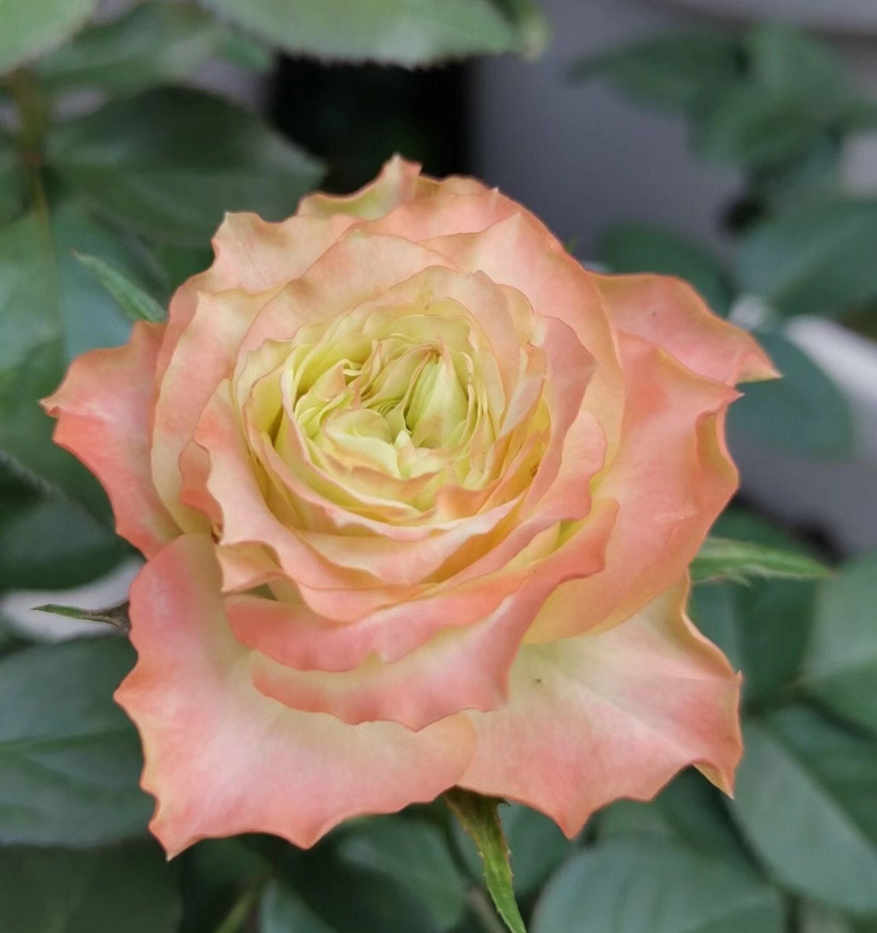 Rose “Adventure”冒险 Rose Live Plant