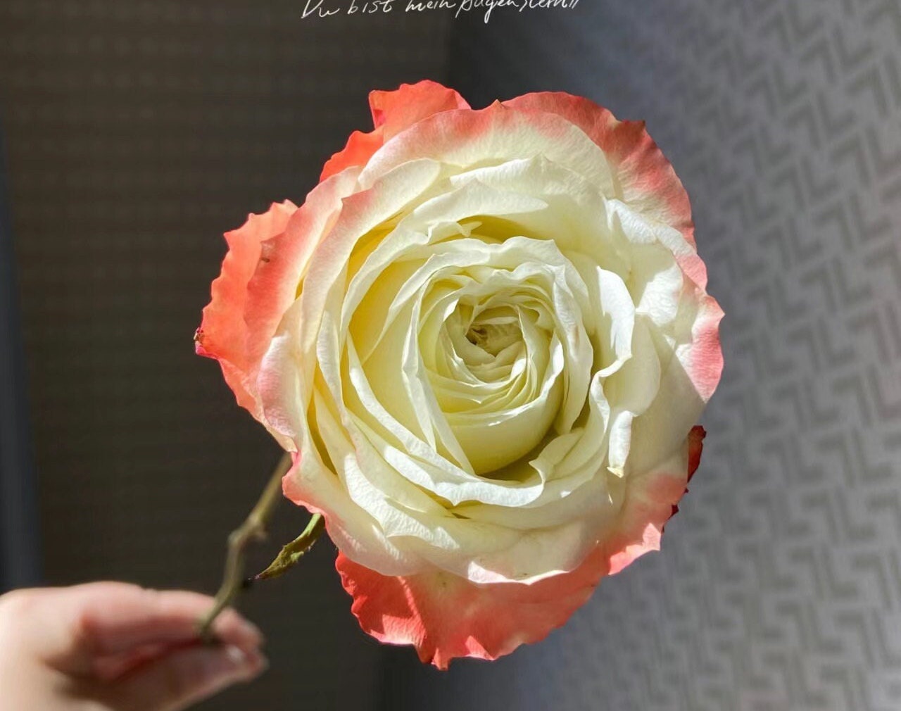 Rose “Adventure”冒险 Rose Live Plant