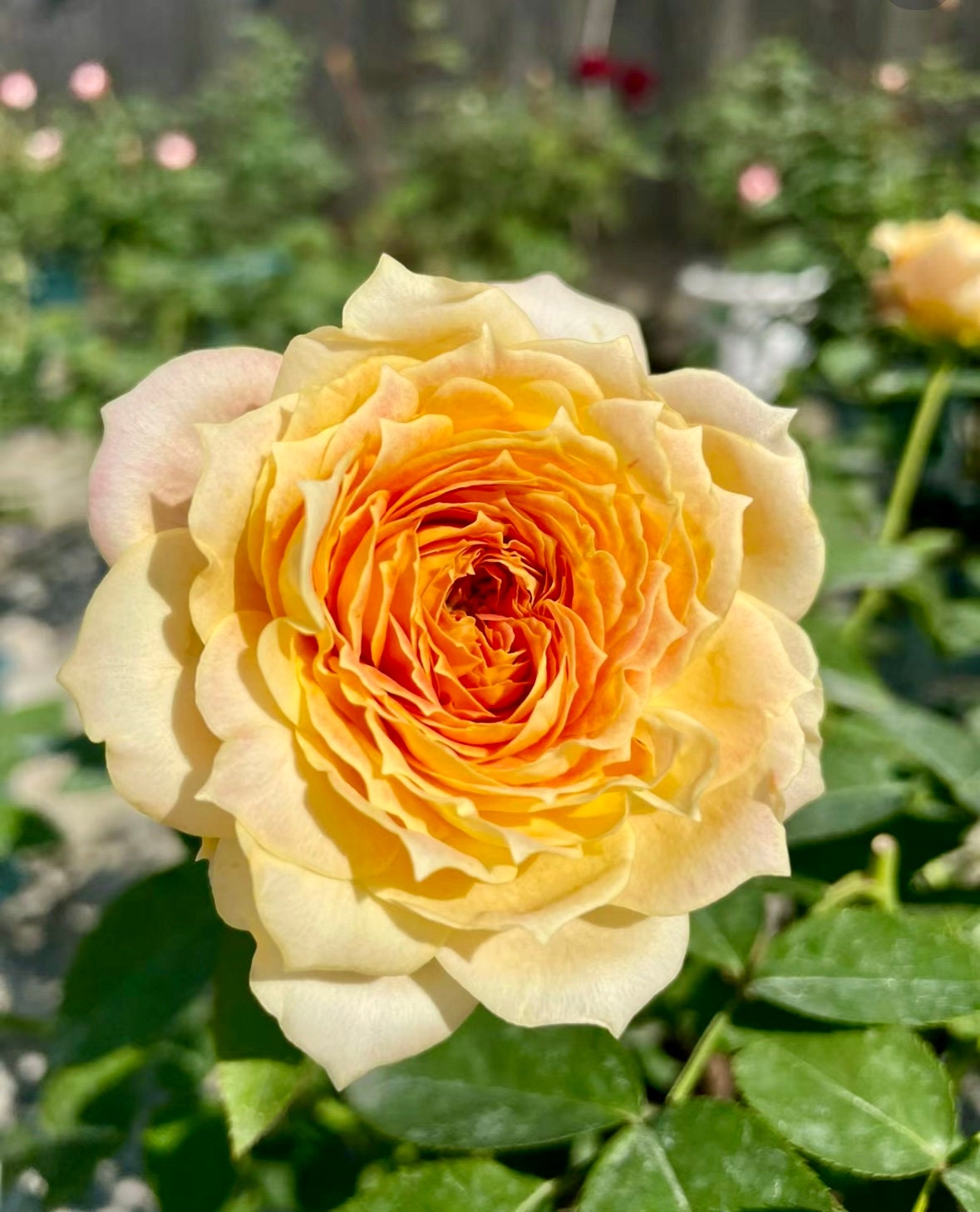 Rose “Caramel Antike” 焦糖古董 Live Shrub Plant Ownroot, 1 Gallon