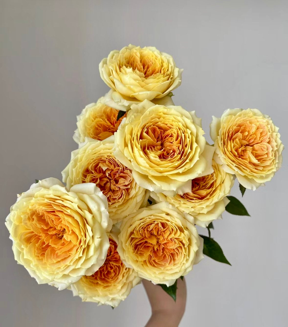 Rose “Caramel Antike” 焦糖古董 Live Shrub Plant Ownroot, 1 Gallon