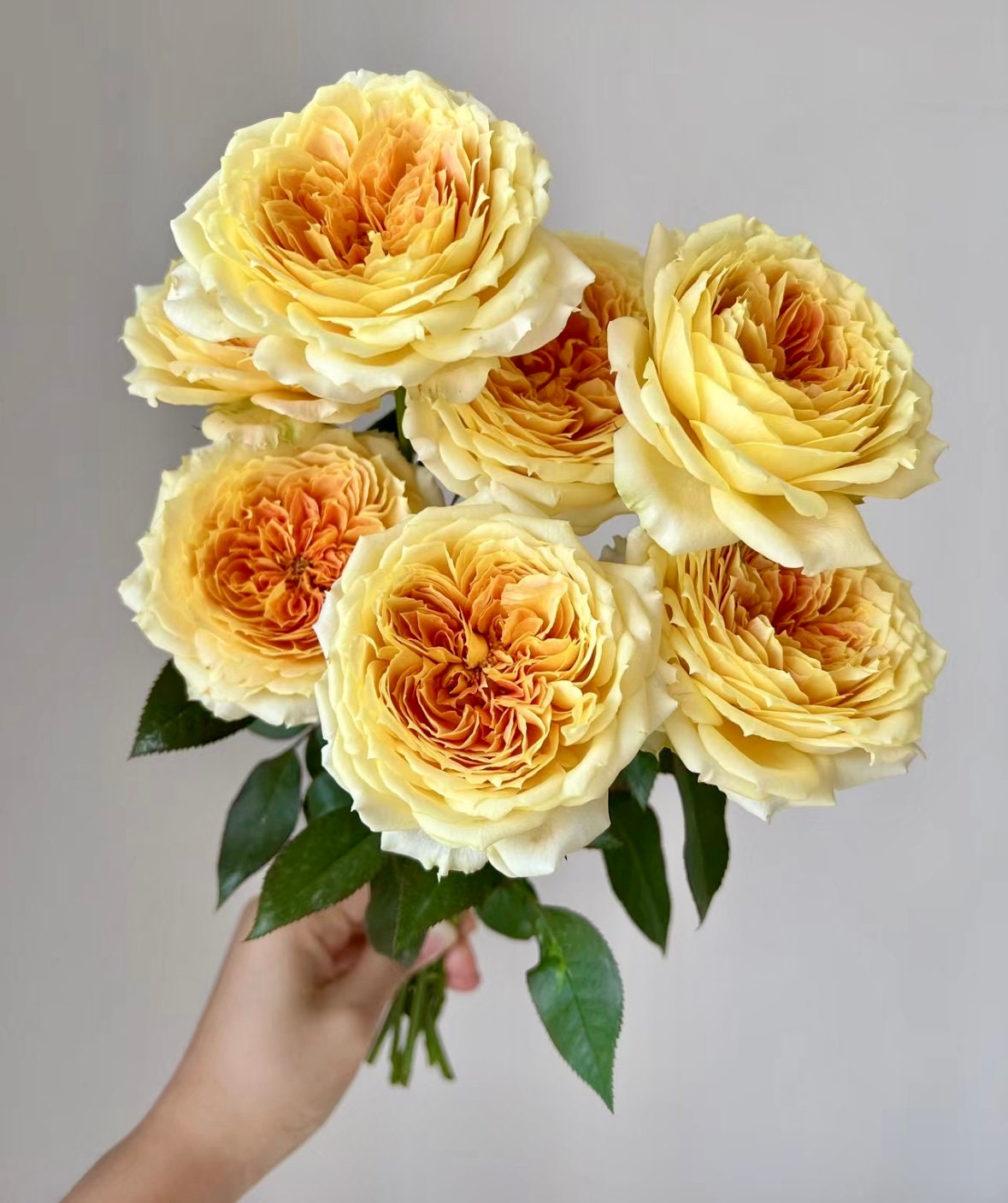 Rose “Caramel Antike” 焦糖古董 Live Shrub Plant Ownroot, 1 Gallon