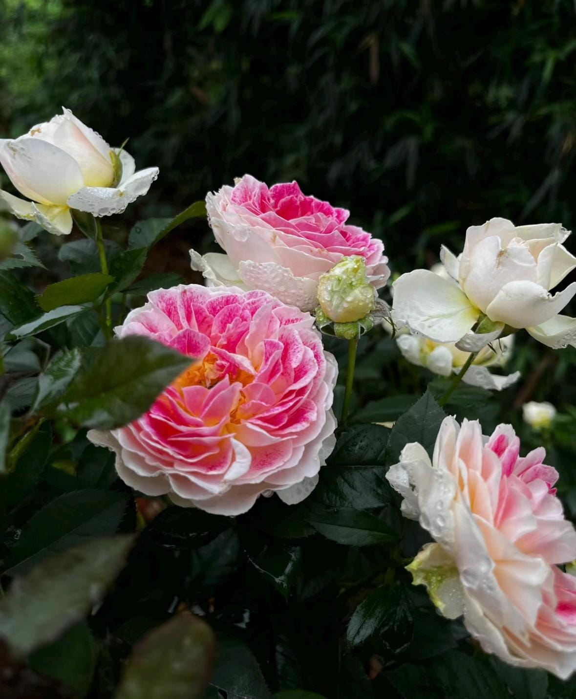 Rose “Holiday Island Guernsey”根西 Rare Cut Rose Live Shrub Plant, 1 Gallon