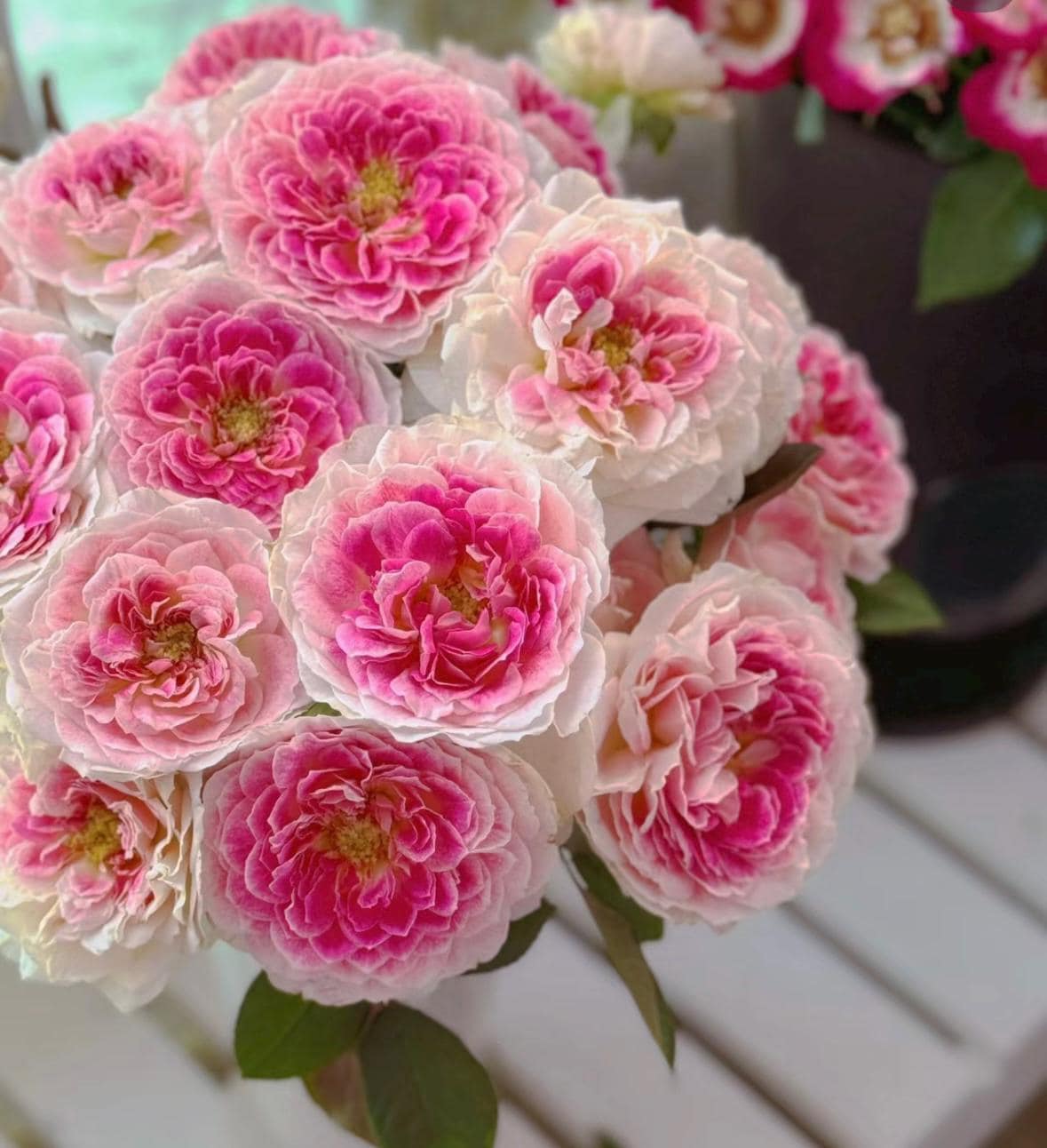 Rose “Holiday Island Guernsey”根西 Rare Cut Rose Live Shrub Plant, 1 Gallon