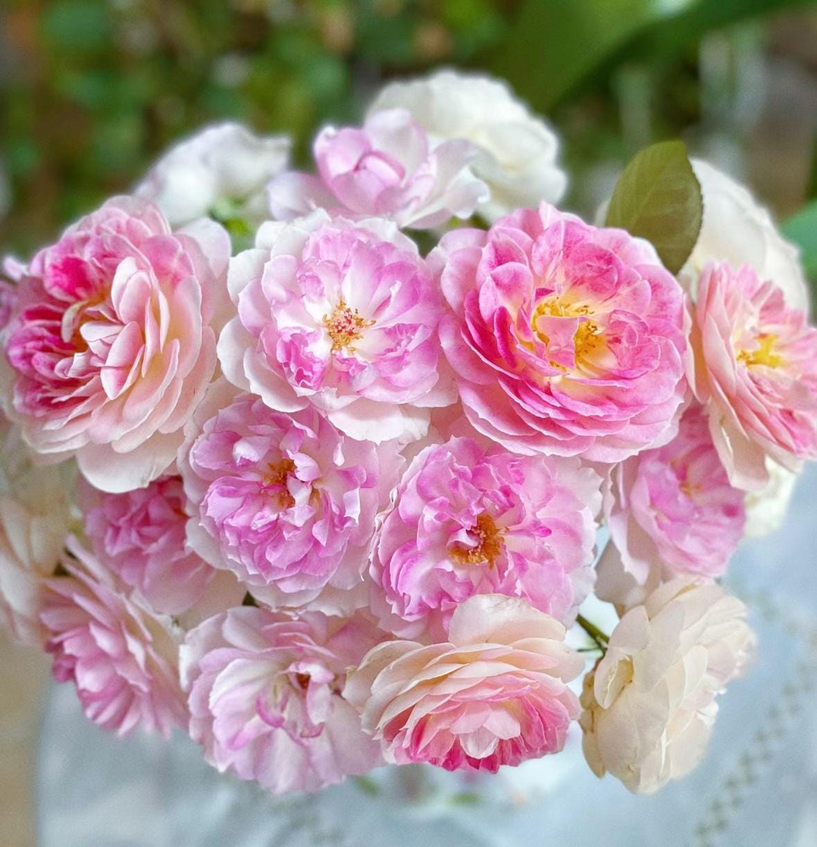 Rose “Holiday Island Guernsey”根西 Rare Cut Rose Live Shrub Plant, 1 Gallon